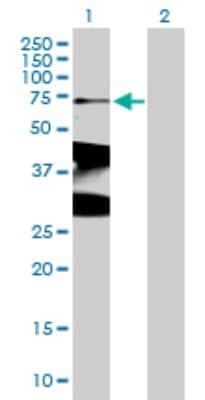 Western Blot: XRCC1 Antibody [H00007515-B01P]