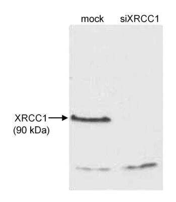 Western Blot: XRCC1 Antibody [NB100-202]