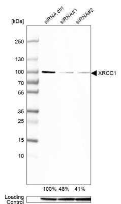 Western Blot: XRCC1 Antibody [NBP1-87154]