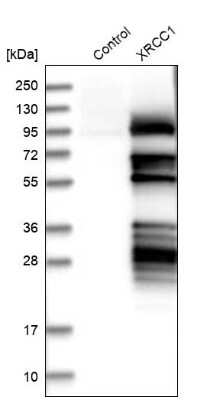 Western Blot: XRCC1 Antibody [NBP1-87154]