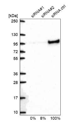 Western Blot: XRCC1 Antibody [NBP1-87154]