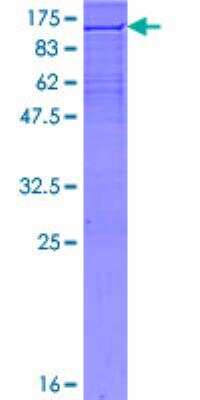 SDS-PAGE: Recombinant Human XRCC1 GST (N-Term) Protein [H00007515-P01]