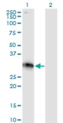 Western Blot: XRCC2 Antibody (2H4) [H00007516-M01]