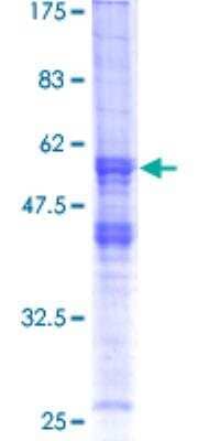 SDS-PAGE: Recombinant Human XRCC2 GST (N-Term) Protein [H00007516-P01]