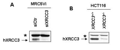 Western Blot: XRCC3 AntibodyBSA Free [NB100-165]