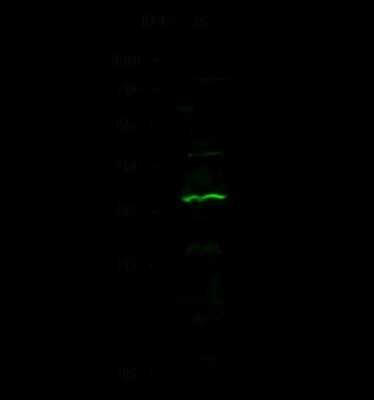 Western Blot: XRCC3 Antibody [NBP2-98844]