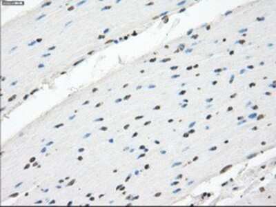 Immunohistochemistry-Paraffin: XRCC4 Antibody (OTI4H9) [NBP1-48053]