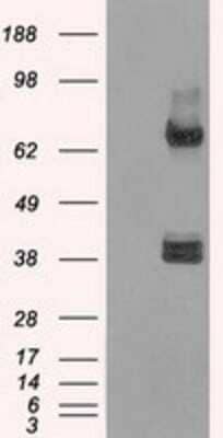 Western Blot: XRCC4 Antibody (OTI4H9) [NBP1-48053]