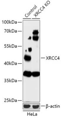 Knockout Validated: XRCC4 Antibody - Azide and BSA Free [NBP3-03456]