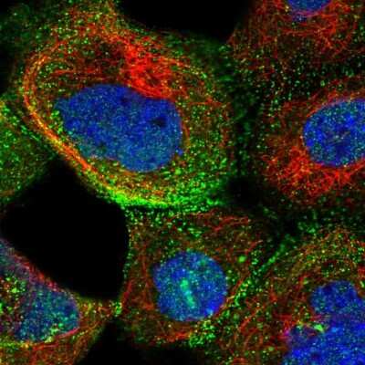 Immunocytochemistry/ Immunofluorescence: XRCC6BP1 Antibody [NBP1-81339]