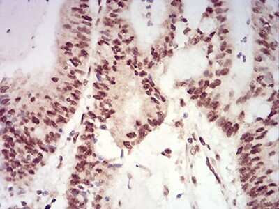 Immunohistochemistry-Paraffin: XRN2 Antibody (7C5B10) - BSA Free [NBP2-61846]