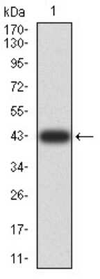 Western Blot: XRN2 Antibody (7C5B10)BSA Free [NBP2-61846]