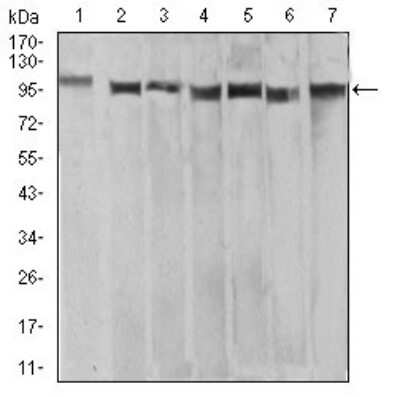 Western Blot: XRN2 Antibody (7C5B10)BSA Free [NBP2-61846]