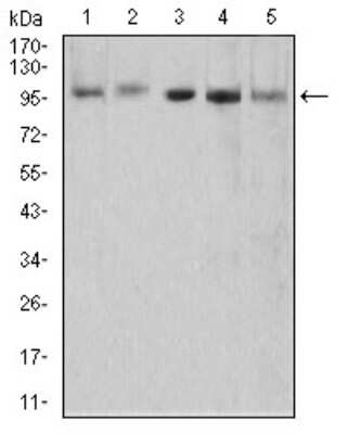 Western Blot: XRN2 Antibody (9F7G11)BSA Free [NBP2-61839]