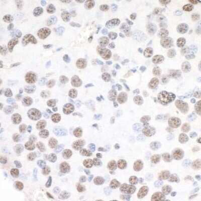 Immunohistochemistry-Paraffin: XRN2 Antibody [NB100-57541]
