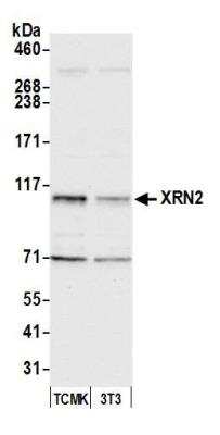 Western Blot: XRN2 Antibody [NB100-57541]