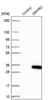 Western Blot: XTP12 Antibody [NBP1-90533]