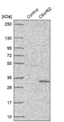 Western Blot: XTP12 Antibody [NBP1-90534]