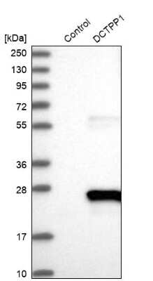 Western Blot: XTP3TPA Antibody [NBP1-85736]