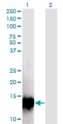 Western Blot: XTP4 Antibody (4D4) [H00084299-M09]