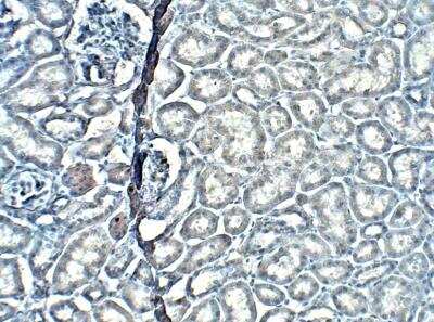 Immunohistochemistry-Paraffin: XTP4 Antibody [NBP3-12367]