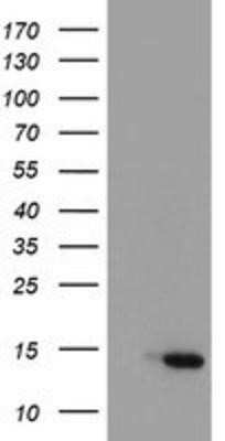 Western Blot: XTP4 Antibody (OTI1E8)Azide and BSA Free [NBP2-74899]