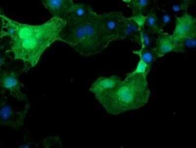 Immunocytochemistry/ Immunofluorescence: XTP4 Antibody (OTI2D5) - Azide and BSA Free [NBP2-74904]