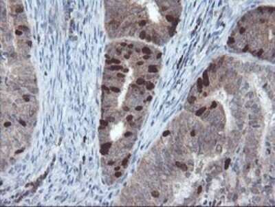 Immunohistochemistry: XTP4 Antibody (OTI2D5) - Azide and BSA Free [NBP2-74904]