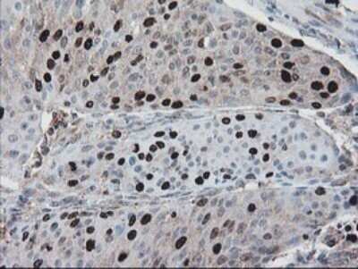 Immunohistochemistry: XTP4 Antibody (OTI2D5) - Azide and BSA Free [NBP2-74904]