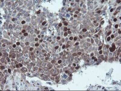 Immunohistochemistry: XTP4 Antibody (OTI2D5) - Azide and BSA Free [NBP2-74904]