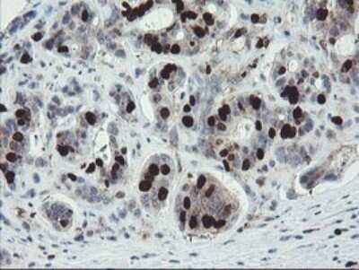 Immunohistochemistry: XTP4 Antibody (OTI2D5) - Azide and BSA Free [NBP2-74904]