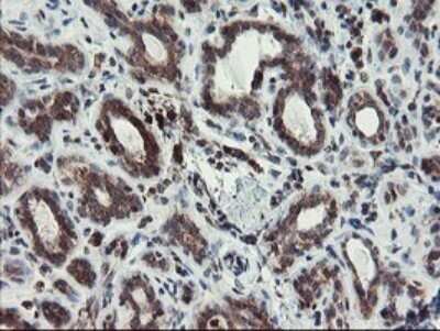 Immunohistochemistry: XTP4 Antibody (OTI2D5) - Azide and BSA Free [NBP2-74904]