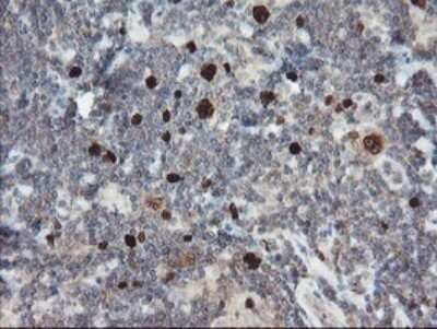 Immunohistochemistry: XTP4 Antibody (OTI2D5) - Azide and BSA Free [NBP2-74904]