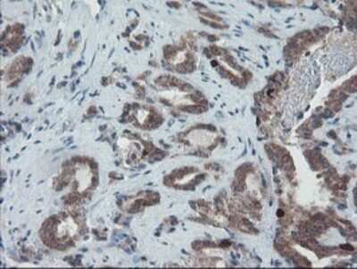 Immunohistochemistry: XTP4 Antibody (OTI2D5) [NBP2-46592]