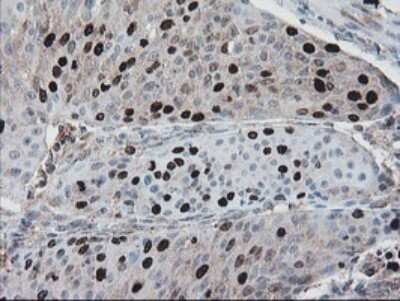 Immunohistochemistry: XTP4 Antibody (OTI2D5) [NBP2-46592]