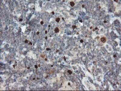 Immunohistochemistry: XTP4 Antibody (OTI2D5) [NBP2-46592]