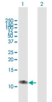 Western Blot: XTP4 Antibody [H00084299-B01P]