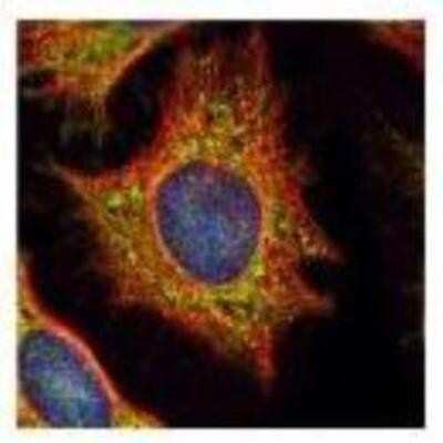 Immunocytochemistry/ Immunofluorescence: XYLT2 Antibody [NBP1-33208]