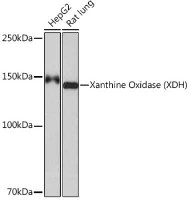 Western Blot: Xanthine Oxidase Antibody (0M8E7) [NBP3-16735]