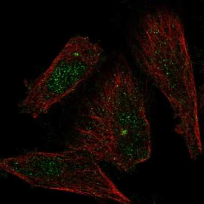 Immunocytochemistry/ Immunofluorescence: Xanthine Oxidase Antibody [NBP2-57577]