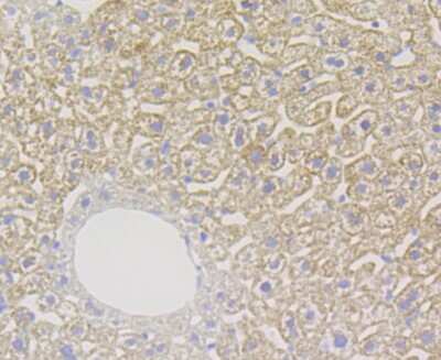 Immunohistochemistry-Paraffin: Xanthine Oxidase Antibody (JG38-40) [NBP2-75717]