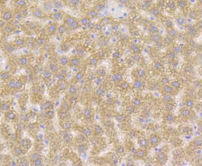 Immunohistochemistry-Paraffin: Xanthine Oxidase Antibody (JG38-40) [NBP2-75717]