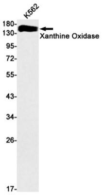 Western Blot: Xanthine Oxidase Antibody (S07-1D5) [NBP3-19803]