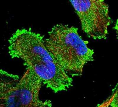 Immunocytochemistry/ Immunofluorescence: Xrn1 Antibody [NBP1-89419]