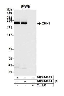 Immunoprecipitation: Xrn1 Antibody [NB500-191]