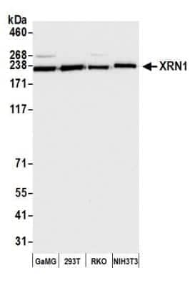 Western Blot: Xrn1 Antibody [NB500-191]