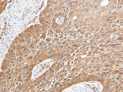 Immunohistochemistry-Paraffin: YANK2 Antibody [NBP1-32343]