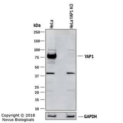 Knockout Validated: YAP1 Antibody - BSA Free [NB110-58358]