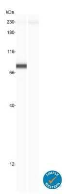 Knockout Validated: YAP1 Antibody - BSA Free [NB110-58358]