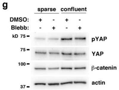 Western Blot: YAP1 AntibodyBSA Free [NB110-58358]